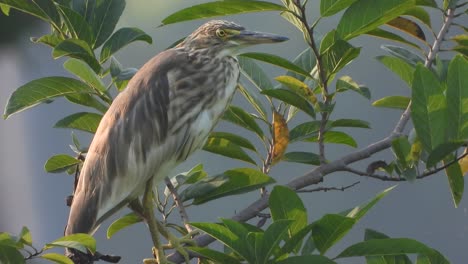 heron relaxing - waiting for pry