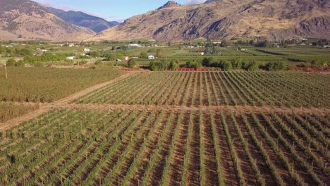 volando lateralmente por encima de los manzanos en el huerto del valle similkameen con montañas en el fondo