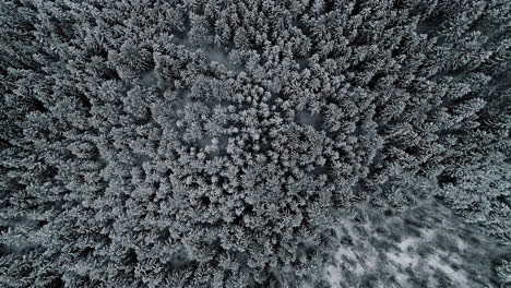 Aerial-Drone-View-Of-Snowy-Conifer-Treetops-In-Winter-Forest