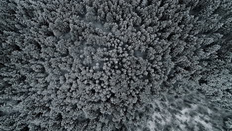 aerial drone view of snowy conifer treetops in winter forest