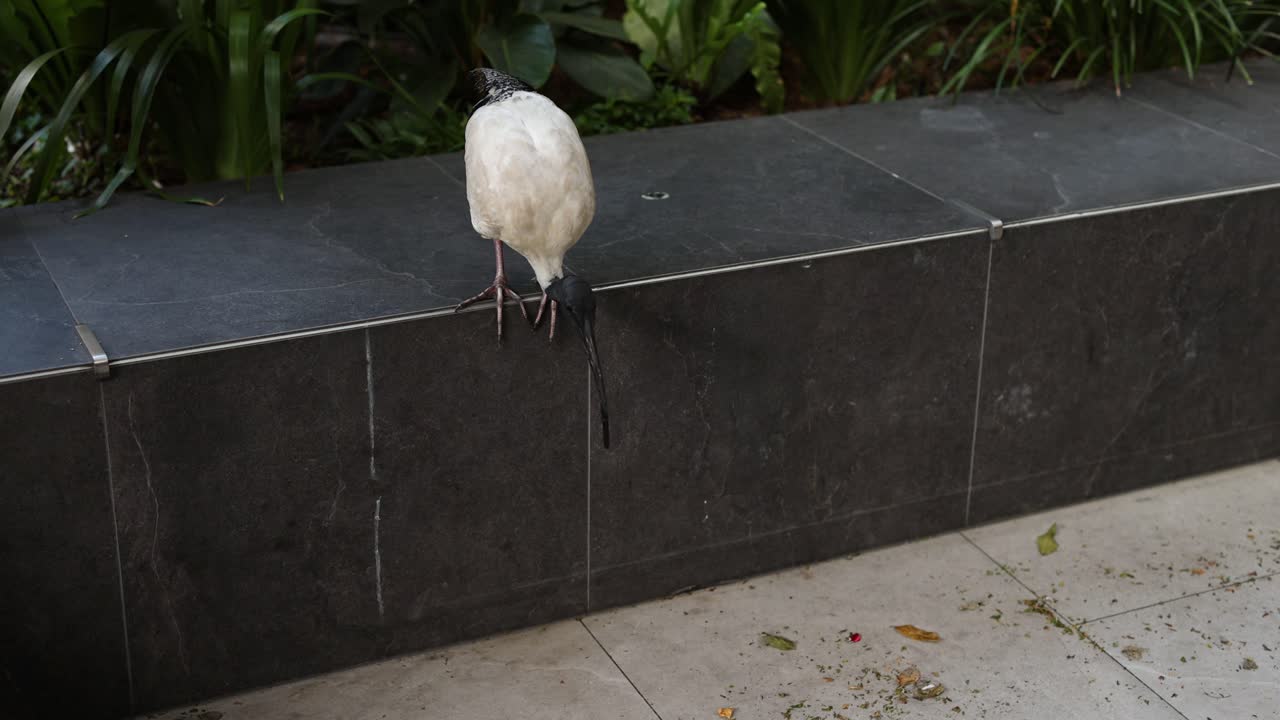 el pájaro navega por escalones de hormigón con gracia