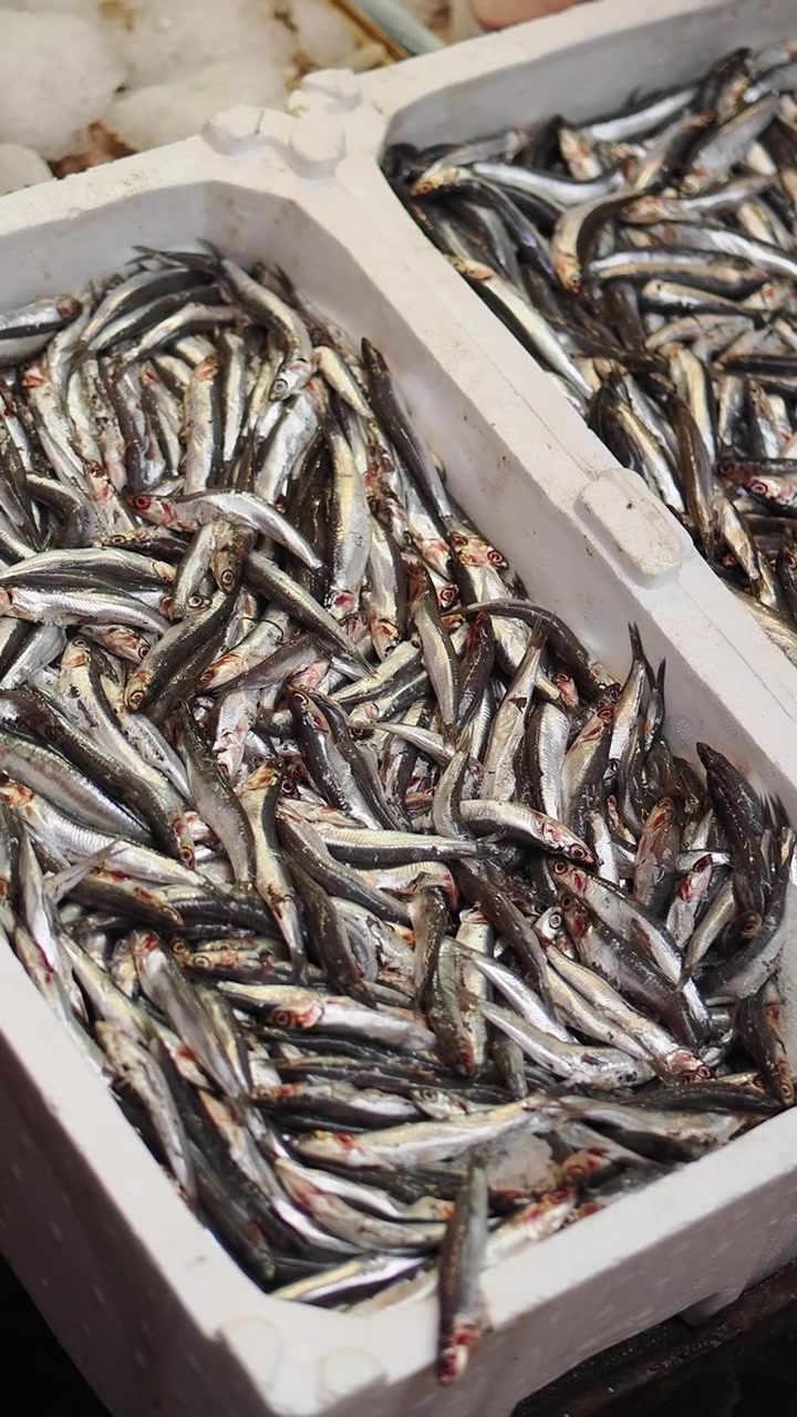 Fresh Anchovies and Sardines on Ice at a Fish Market