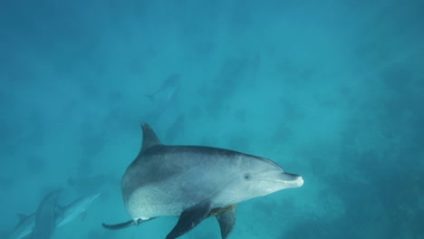 dolphin in the coral reef of the red sea of egypt