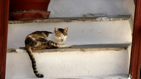 close up of a cat sleeping on house steps at mykonos, greece