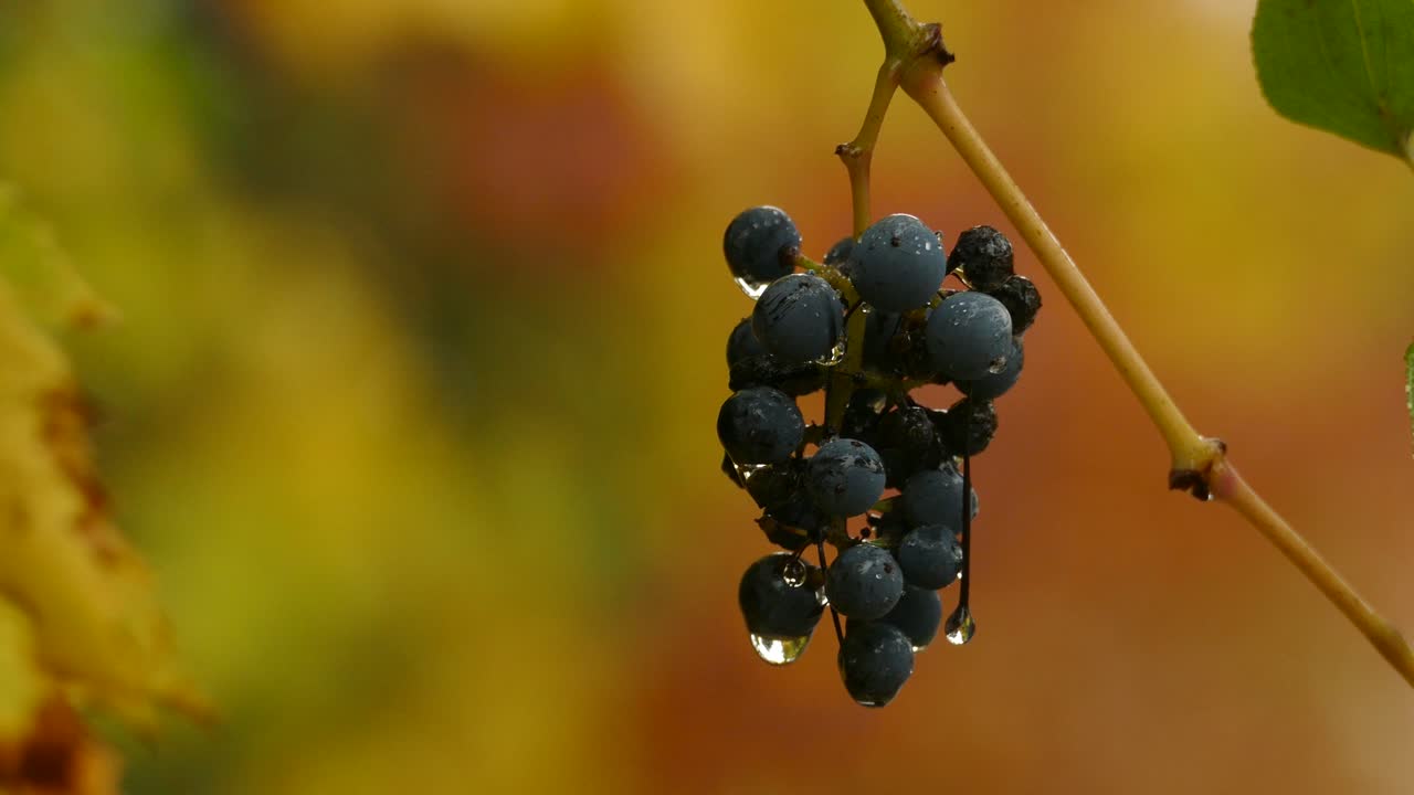 백그라운드에서 가을 색상으로 부시에 매달려 젖은 포도