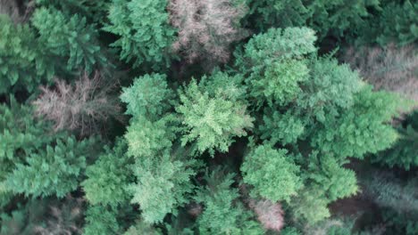 spinning drone view of pine forest treetops in a scandinavian forest