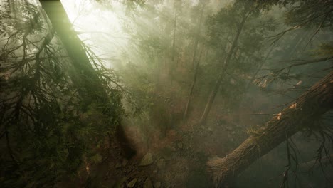 Drohne-Bricht-Durch-Den-Nebel,-Um-Mammutbäume-Und-Kiefern-Zu-Zeigen