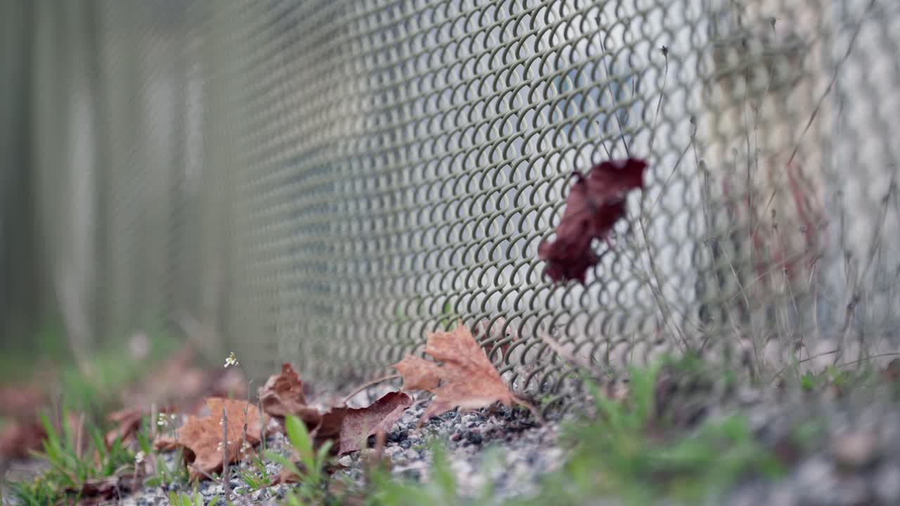 Close up of fence around prison with dried leaves falling