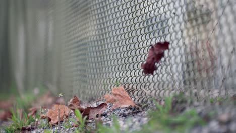 Close-up-of-fence-around-prison-with-dried-leaves-falling
