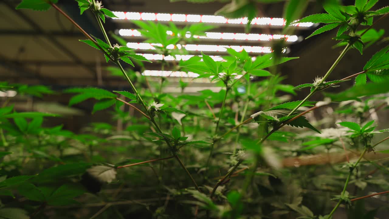 Cannabis Plants Under LED Grow Lights in an Indoor Grow Operation