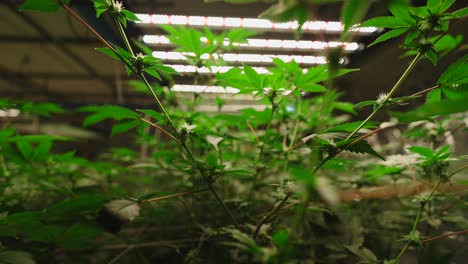 cannabis plants under led grow lights in an indoor grow operation