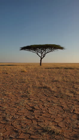 lonely tree in a dry landscape