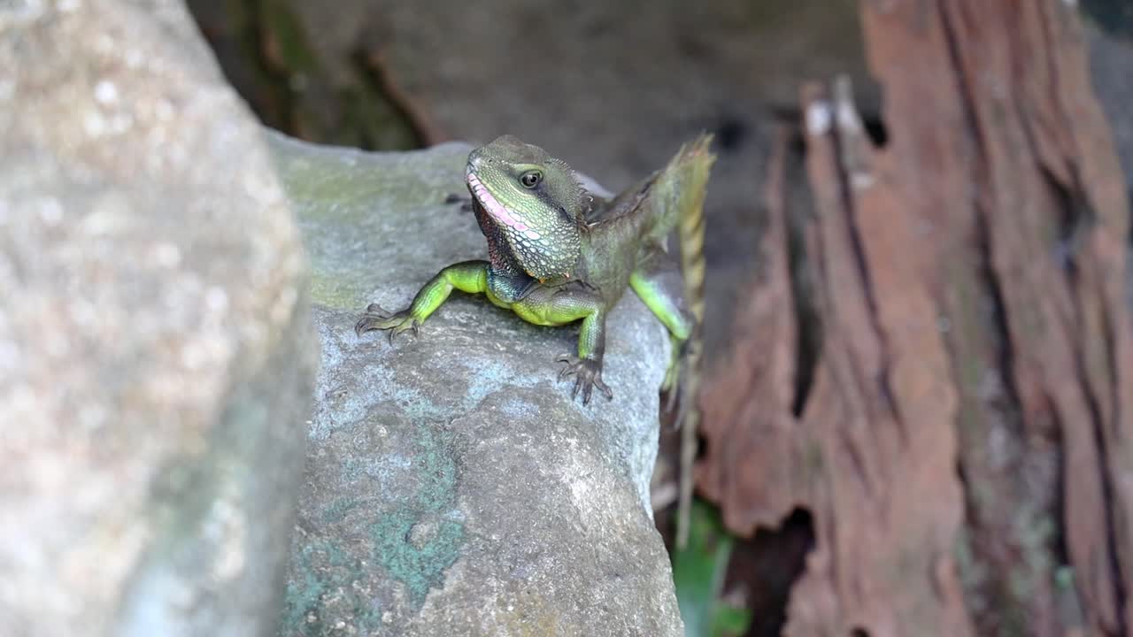 мужчина китайского водяного дракона или physignathus cocincinus, на скале, с стопом дерева на заднем плане энтопия, пенанг, малайзия