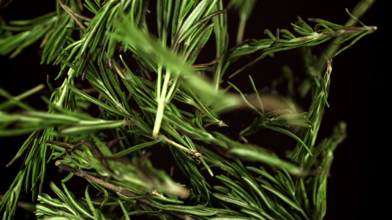 Fresh Rosemary Sprigs Coming into Focus on Black Background