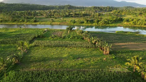 aerial view over green farmland and river in virac, catanduanes, philippines - drone shot