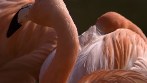 close up of pink flamingos