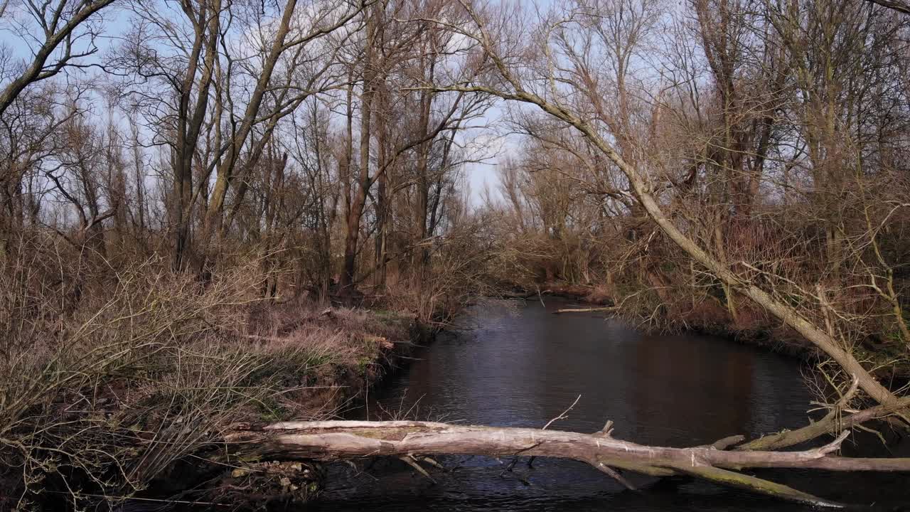 pequeño río en el bosque entre árboles desnudos y arbustos - retroceso aéreo