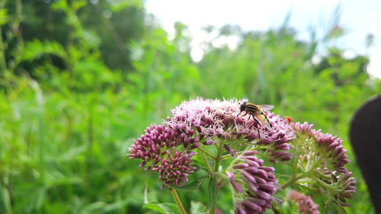 Hoverfly resting on pink Eupatorium cannabinum flowers in lush green meadow in summer sunlight