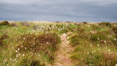 Hierba-De-Algodón-Que-Sopla-En-Un-Páramo-En-La-Isla-De-Islay