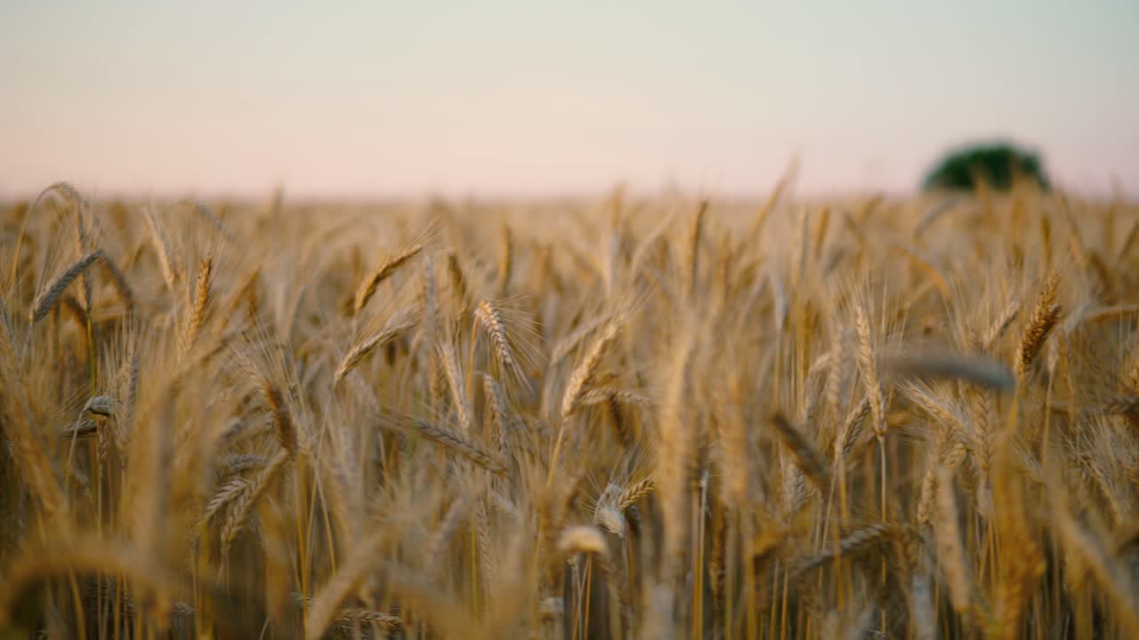 Slide along the golden field of cereals