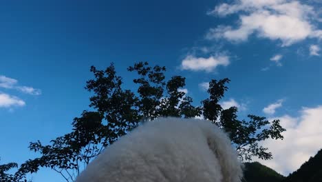 Camera-spinning-around-a-sitting-white-toy-poodle