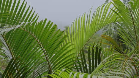 closeup of wet palm fronds