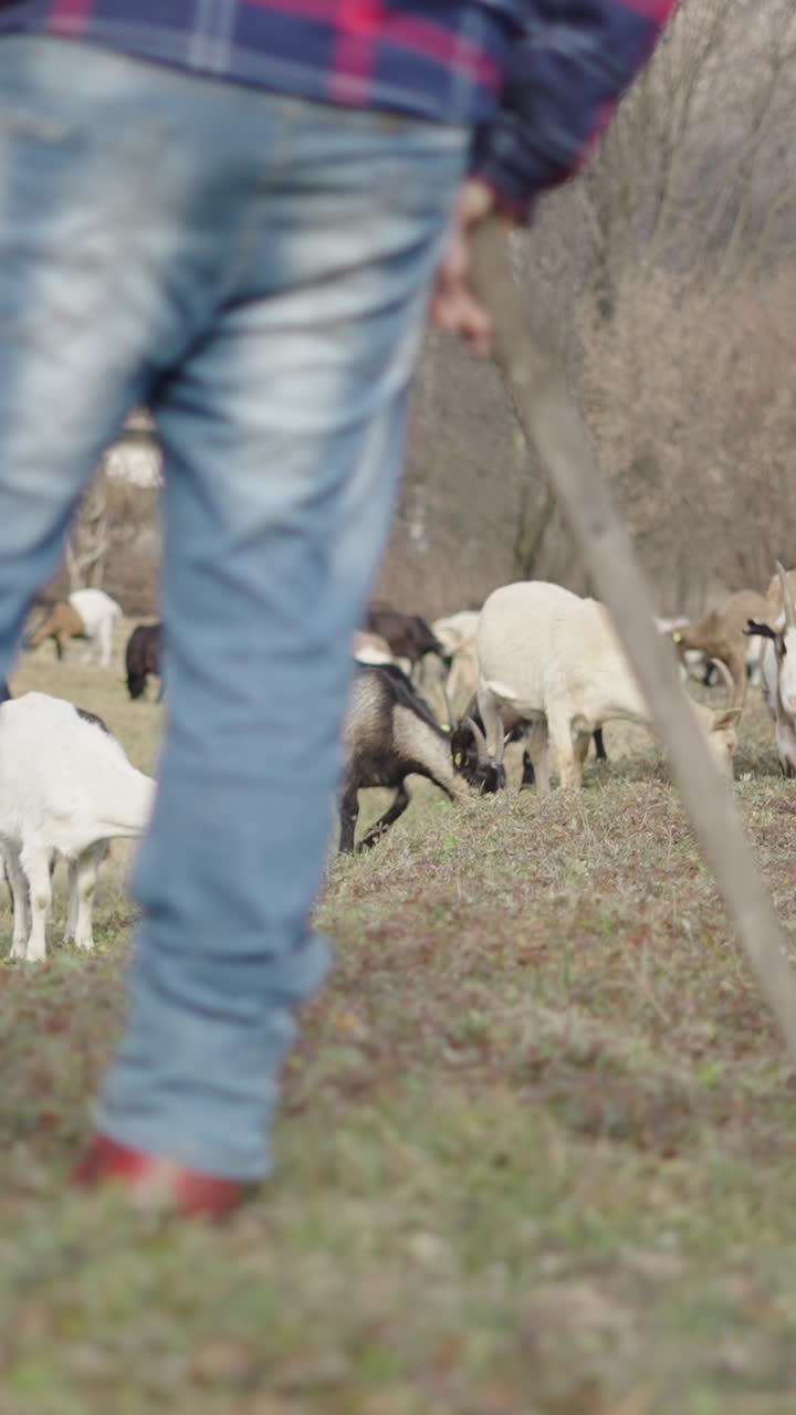 Capre in un campo