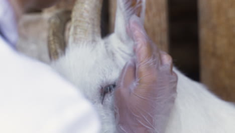 closeup of goat's face