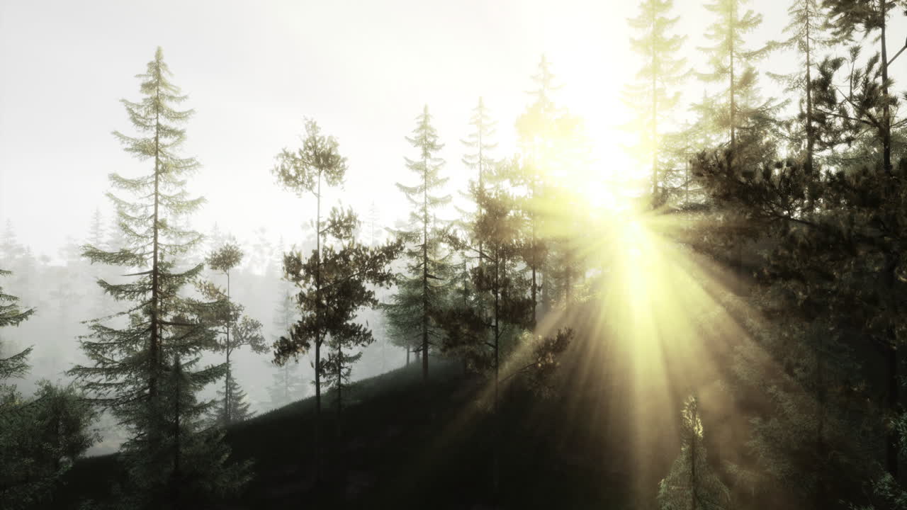 Sunlight filters through trees in misty forest during early morning hours