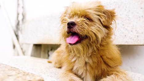 Terrier-Norfolk-Marrón-Sacando-La-Lengua-Mientras-Está-Acostado-En-El-Banco