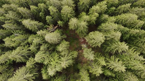 Vista-De-Arriba-Hacia-Abajo-De-Los-árboles-Cortados-En-Medio-De-Un-Frondoso-Y-Denso-Bosque-De-Pinos