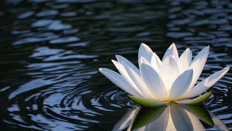 white water lily in a pond