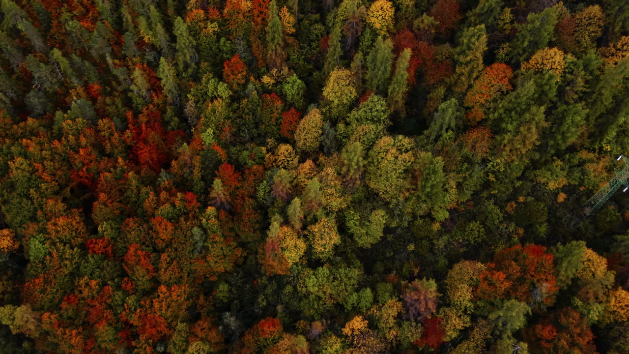 Colorful autumn forest in the Italian Alps viewed from above