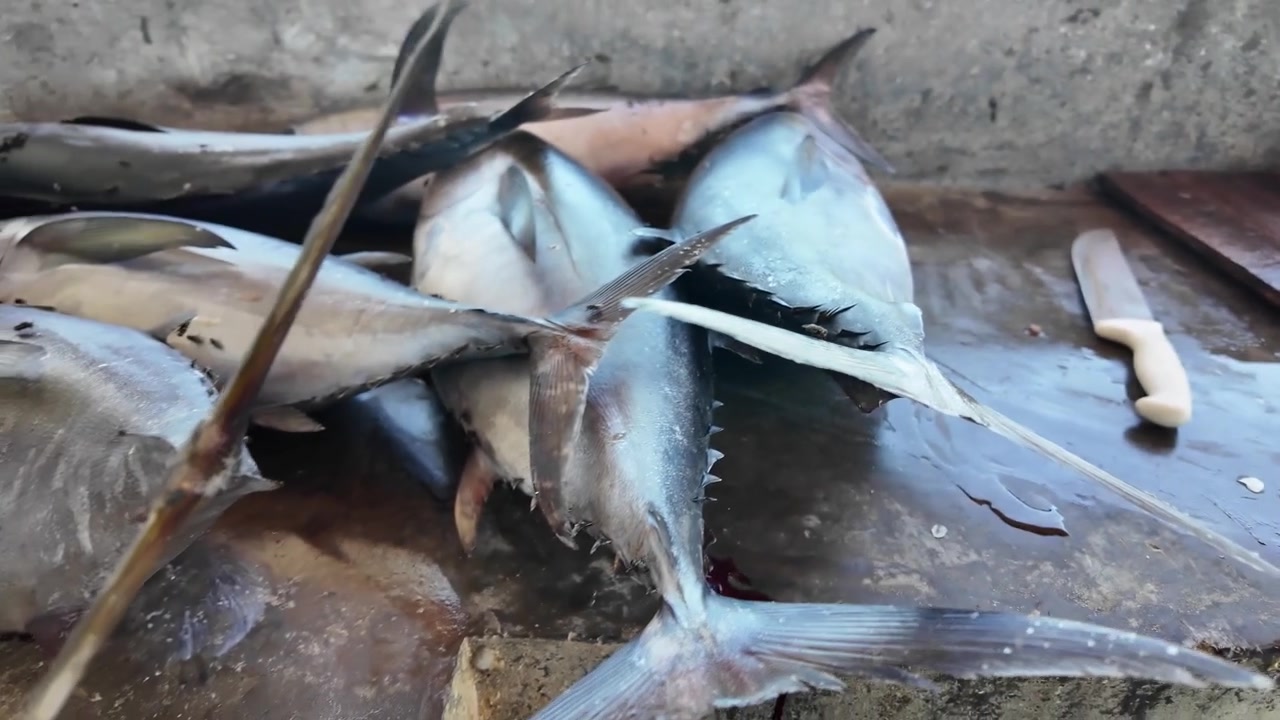 Tonno e barracuda appena pescati in fase di lavorazione su un tavolo comune in riva al mare.