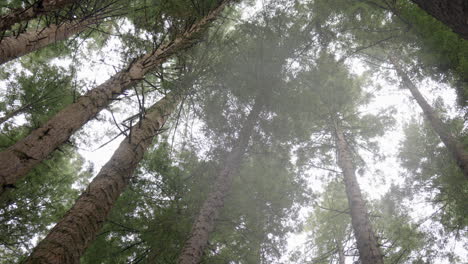 rain falling through california redwood forest trees, slow motion