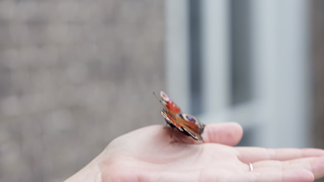 공작 나비는 여자의 손에서 멀리 날아