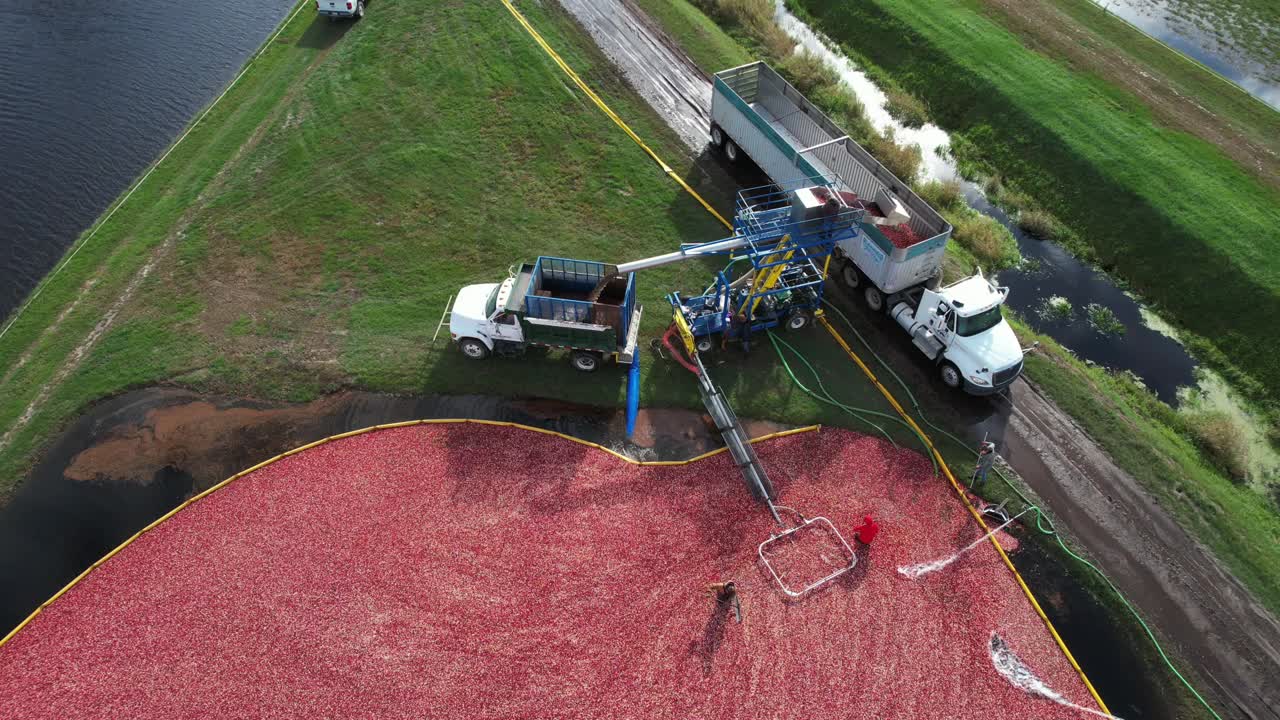 desde el pantano de arándanos, los arándanos se bombean a un separador