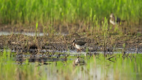 juvenile greenshank in a wetland