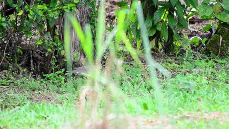 White-tipped-Dove-walking-on-the-green-grass-in-front-of-a-thick-hedge