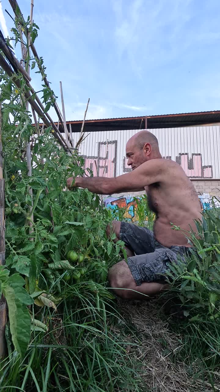 Shirtless gardener tending tomato plants in summer. Vertical
