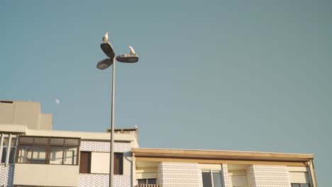 Seagulls-on-top-of-street-lamp-in-Porto-city,-Portugal