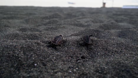 hawksbill turtles walking to the caribbean sea