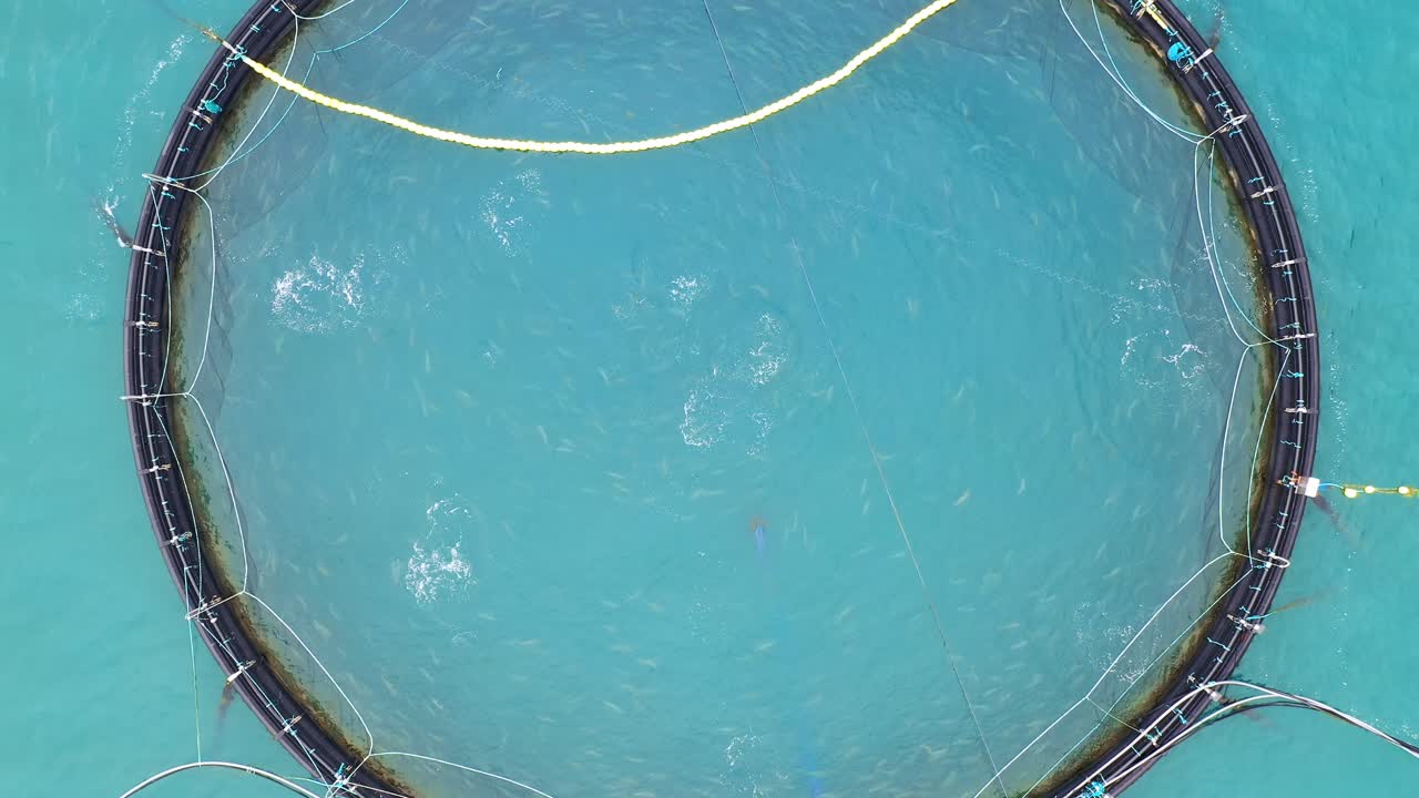 노르웨이에서 연어  ⁇ 시를 하는 공중 촬영