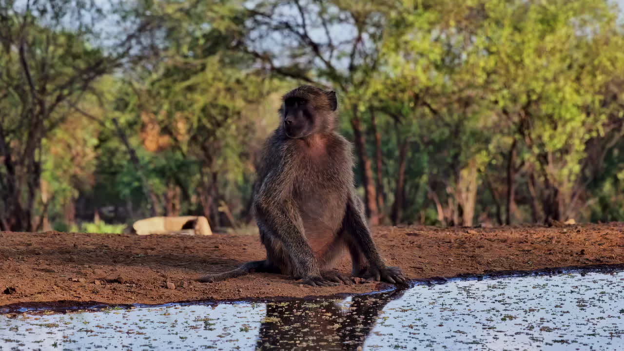 A wild Chacma Baboon sits thoughtfully by the edge of a watering hole