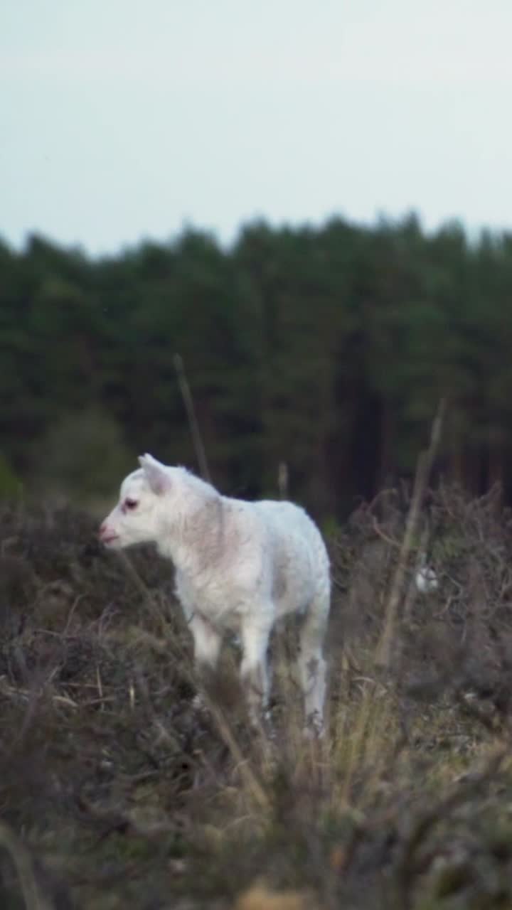 cordero joven en un campo