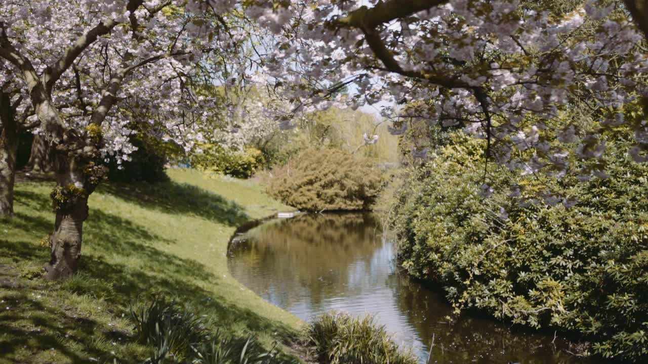 Slow Motion Beautiful spring park in bloom