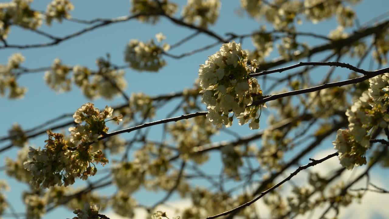 Blossom shines in spring on windy sunny day