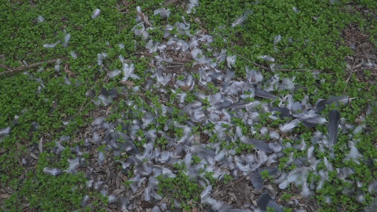 A scattering of white and light grey bird feathers lies on vibrant green grass and sparse brown ground. Evokes themes of nature, wildlife, or loss.