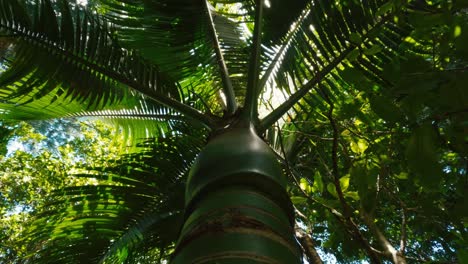 coconut palm trees bottom view