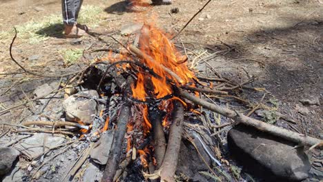 bright flame of burning bonfire on background of pine forest.